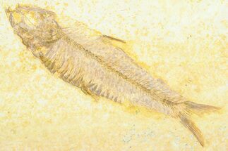Detailed Fossil Fish (Knightia) - Wyoming #372327