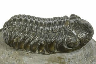 Detailed Austerops Trilobite - Ofaten, Morocco #372441