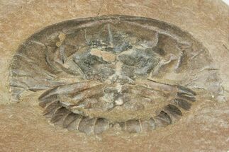 Rare, Carboniferous Horseshoe Crab (Euproops) - England #231956