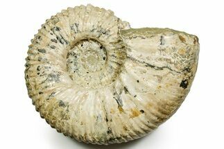 Giant Bumpy Ammonite (Douvilleiceras) Fossil #372460