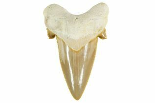 Fossil Shark Teeth For Sale