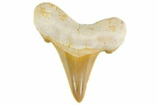 Serrated Sokolovi (Auriculatus) Shark Tooth - Top Quality #372463
