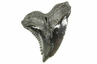 Large, Snaggletooth Shark (Hemipristis) Tooth - South Carolina #372499