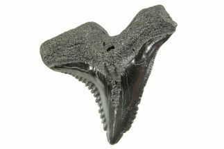 Snaggletooth Shark (Hemipristis) Tooth - South Carolina #372502