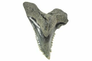 Snaggletooth Shark (Hemipristis) Tooth - South Carolina #372503