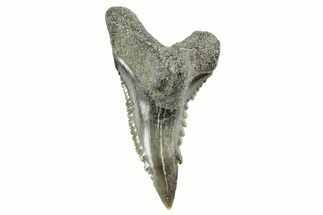 Snaggletooth Shark (Hemipristis) Tooth - South Carolina #372506