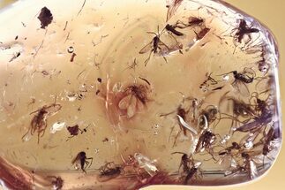 Fossil Fungus Gnat Swarm (Sciaridae) In Baltic Amber - ~ Gnats! #372507