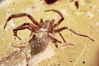 Detailed Fossil Spider (Araneae) In Baltic Amber #372509