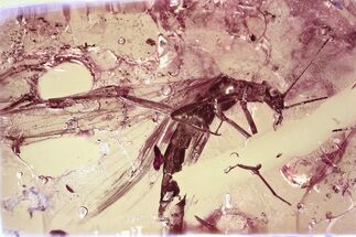 Detailed Fossil Stonefly (Plecoptera) In Baltic Amber #372489