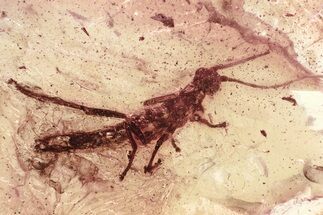 Fossil Walking Stick (Phasmatodea) In Baltic Amber - Rare Inclusion #372492