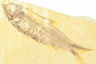 Detailed Fossil Fish (Knightia) - Wyoming #372331