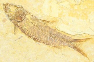 Detailed Fossil Fish (Knightia) - Wyoming #372346