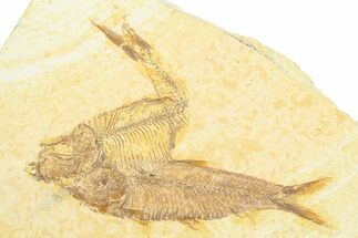 Plate With Two Fossil Fish (Knightia & Diplomystus) - Wyoming #372348