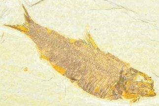 Detailed Fossil Fish (Knightia) - Wyoming #372351