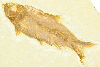 Detailed Fossil Fish (Knightia) - Wyoming #372355
