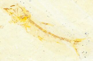 Juvenile Fossil Fish (Knightia) - Wyoming #372360