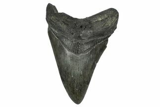 Fossil Megalodon Tooth - South Carolina #372383