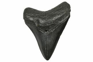 Fossil Megalodon Tooth - South Carolina #372387