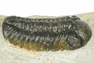 Morocops Trilobite - Ofaten, Morocco #372439