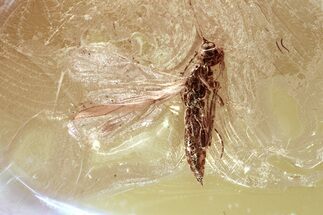 Detailed Fossil Parasitic Wasp (Apocrita) in Baltic Amber #372513