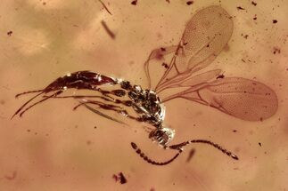 Detailed Fossil Wasp (Ismaridae) In Baltic Amber - Rare! #372515