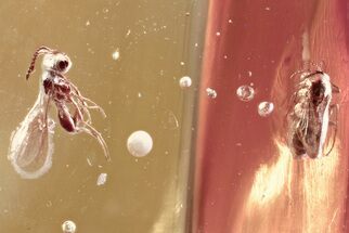 Detailed Fossil Parasitoid Wasp (Idris) in Baltic Amber #372518