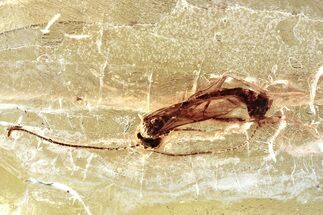 Detailed Fossil Ichneumon Wasp (Ichneumonidae) In Baltic Amber #372521