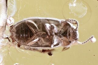 Detailed Hairy Fungus Beetle (Mycetophagidae) in Baltic Amber #372530