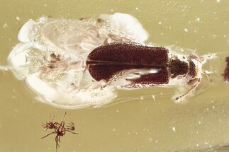 Fossil Ant-Like Leaf Beetle (Palaeocnopus glabicornis) in Baltic Amber #372535