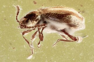 Fossil Ant-Like Stone Beetle (Scydmaeninae) in Baltic Amber #372540