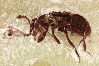 Detailed Fossil Ant-Loving Beetle (Pselaphinae) in Baltic Amber #372542