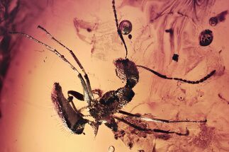 Detailed Fossil Ant (Formicidae) In Baltic Amber #372546
