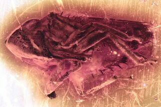 Detailed Fossil Froghopper (Cercopoidea) In Baltic Amber #372553