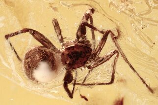 Detailed Fossil Spider (Araneae) In Baltic Amber #372555