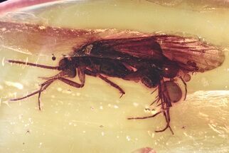 Detailed Fossil Caddisfly (Trichoptera) In Baltic Amber #372567