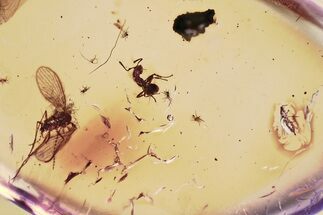 Detailed Fossil Moth Fly, Ant, and Thrip in Baltic Amber #372569