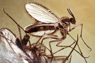 Detailed Fossil Fungus Gnat (Mycetophilidae) In Baltic Amber #372584