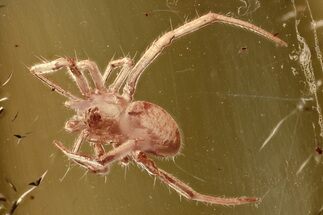 Detailed Fossil Spider (Araneae) In Baltic Amber #372607