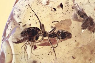 Detailed Fossil Ant and True Midge In Baltic Amber #372618