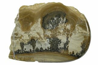 Triassic Aged Stromatolite Fossil - England #365747