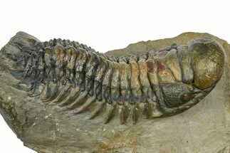 Crotalocephalina Trilobite With Hypostome - Atchana, Morocco #372400