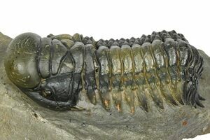 1.6 Inch Zlichovaspis (Odontochile) Trilobite (#2352) For Sale