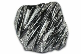 Polished Fossil Orthoceras (Cephalopod) Plate - Morocco #372638