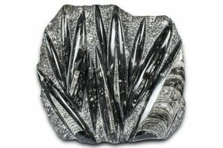 Polished Fossil Orthoceras (Cephalopod) Plate - Morocco #372640