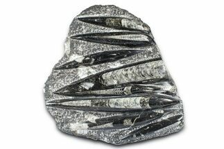 Polished Fossil Orthoceras (Cephalopod) Plate - Morocco #372644