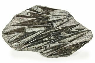 Polished Fossil Orthoceras (Cephalopod) Plate - Morocco #372659