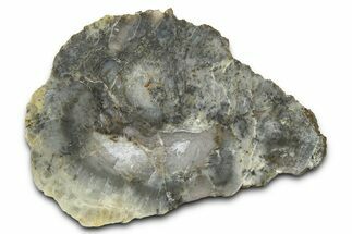 Dinosaur Coprolite Nodule Section - Utah #372710