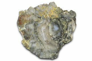 Dinosaur Coprolite Nodule Slice - Utah #372714