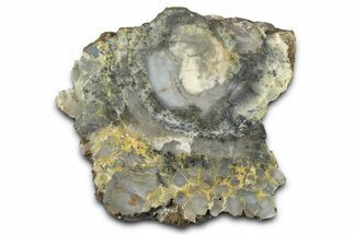 Dinosaur Coprolite Nodule Slice - Utah #372719