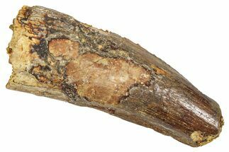 Fossil Spinosaurus Tooth - Feeding Worn Tooth #372896